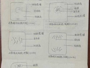 细胞分裂深化探究：知识专题探索细胞分裂中断定罪的特殊历程揭秘