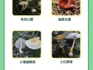 采毛菇的小姑娘，为何深山独自去？如何辨别毒蘑菇？怎样安全采摘？