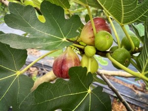 珊瑚岛无花果获取攻略：探索自然秘境，掌握采摘技巧，尽享自然馈赠的美味硕果