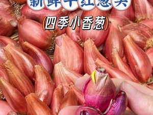 珊瑚岛红葱头获取攻略：揭秘采摘方法与种植技巧全解析