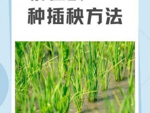 夫妻插秧 100 种方法图片大全：助你高效插秧的实用指南