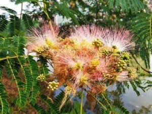 花核涂上合欢药-合欢药：花核的秘密