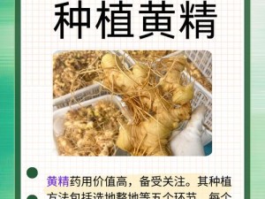 国精产品 999 国精产品官网免费？为何-怎样做到的？