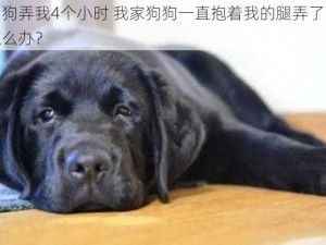 我家狗狗弄我4个小时 我家狗狗一直抱着我的腿弄了四个小时，怎么办？