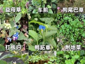 野草乱码一区四区区别 野草乱码一区四区有何区别？