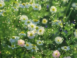 野花韩国视频观看免费高清版-野花韩国视频在线观看免费高清版