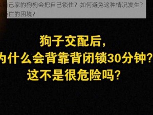 为什么自己家的狗狗会把自己锁住？如何避免这种情况发生？怎样解决被狗狗锁住的困境？