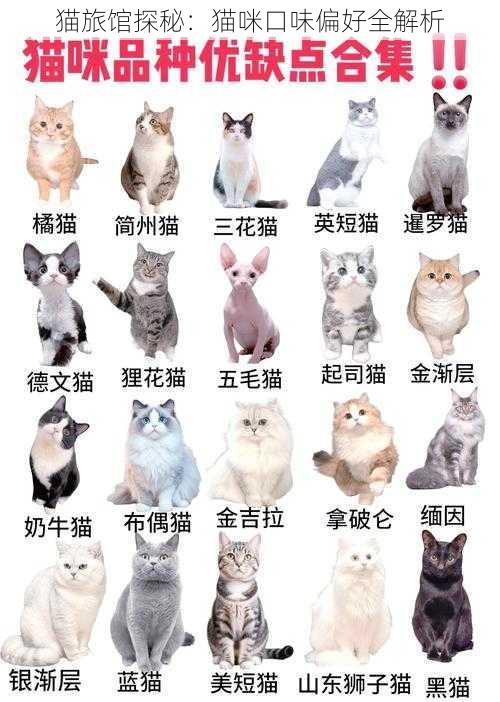 猫旅馆探秘：猫咪口味偏好全解析