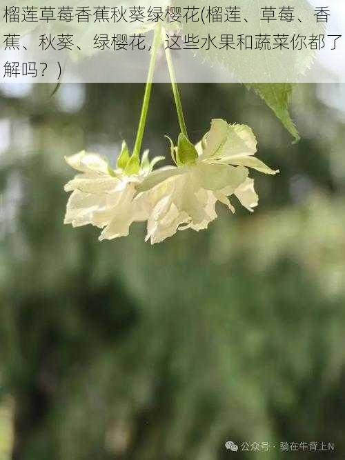 榴莲草莓香蕉秋葵绿樱花(榴莲、草莓、香蕉、秋葵、绿樱花，这些水果和蔬菜你都了解吗？)