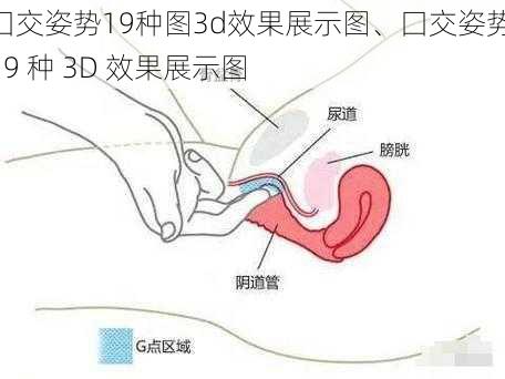 囗交姿势19种图3d效果展示图、囗交姿势 19 种 3D 效果展示图