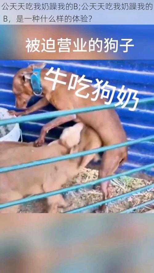 公天天吃我奶躁我的B;公天天吃我奶躁我的 B，是一种什么样的体验？