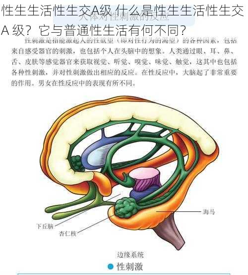 性生生活性生交A级 什么是性生生活性生交 A 级？它与普通性生活有何不同？