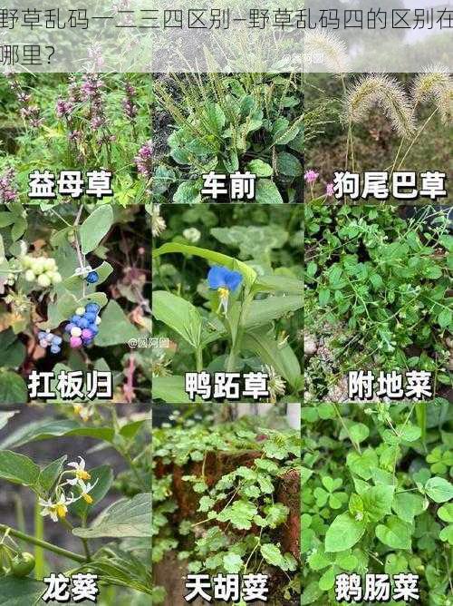 野草乱码一二三四区别—野草乱码四的区别在哪里？