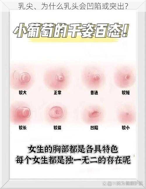 乳尖、为什么乳头会凹陷或突出？