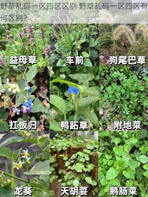 野草乱码一区四区区别 野草乱码一区四区有何区别？