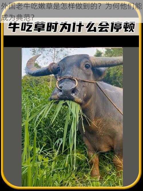 外国老牛吃嫩草是怎样做到的？为何他们能成为典范？