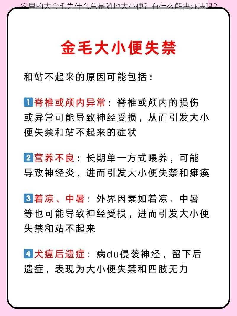 家里的大金毛为什么总是随地大小便？有什么解决办法吗？