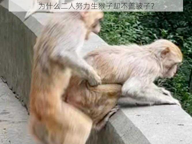 为什么二人努力生猴子却不盖被子？