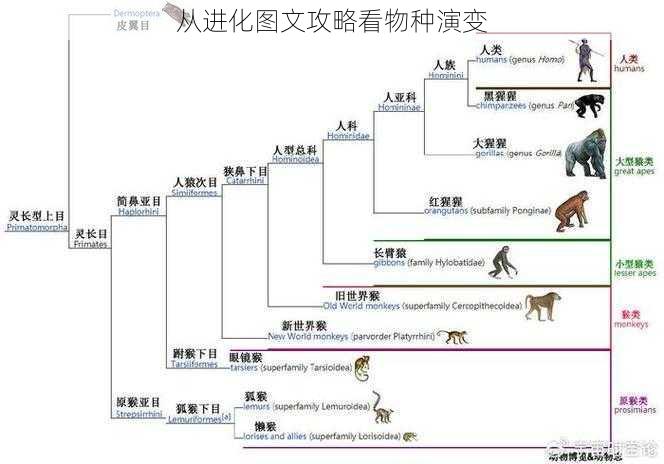 从进化图文攻略看物种演变